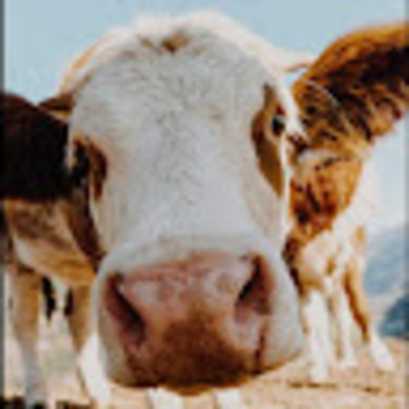 Meet your Posher, Haley - Picture 1 of 1